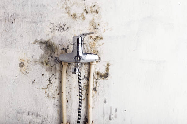 Best White Mold Remediation in Flat Rock, MI