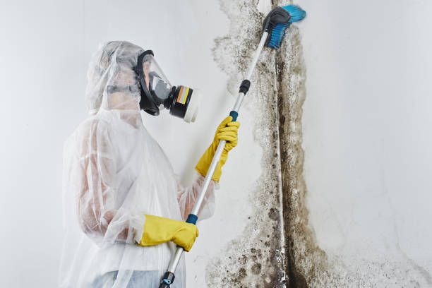 Best Insurance-Related Mold Remediation in Flat Rock, MI