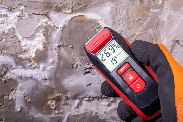 Best Post-Flood Mold Remediation in Flat Rock, MI