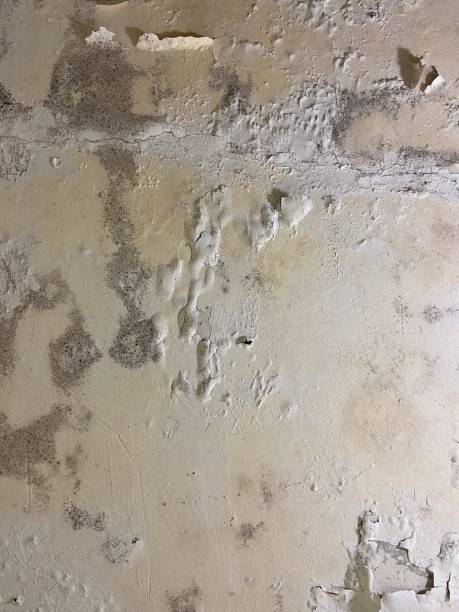 Best DIY Mold Remediation Support Services in Flat Rock, MI