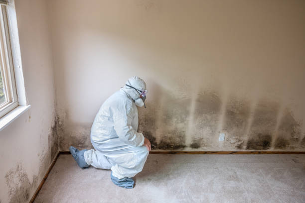 Best Emergency Mold Remediation in Flat Rock, MI