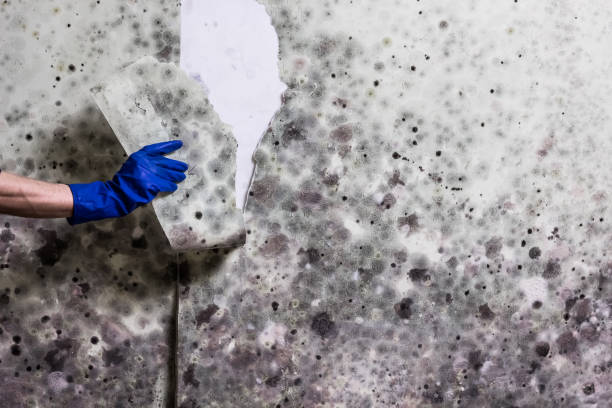 Professional Mold Remediation in Flat Rock, MI