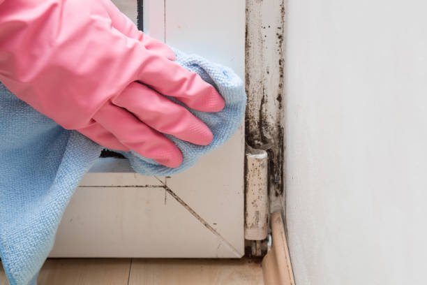 Best Attic Mold Remediation in Flat Rock, MI